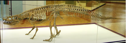 Caracteristicas de los animales