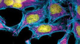 Timeline: HeLa Breakthroughs