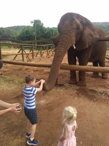 Alimentando o elefante
