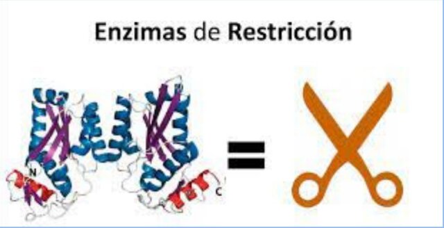 Hamilton Smith Restricción de las Bacterias