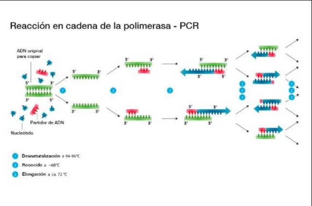 Kary Mullis Desarrollo de la PCR