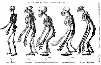 Síntesis moderna de la evolución