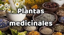 Timeline: Evolucion de las plantas medicinales.