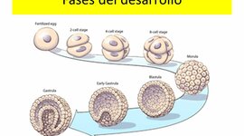 Timeline: Evolución de los animales