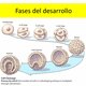Fases del desarrollo