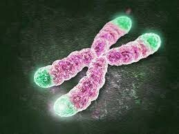 Discovery of Telomeres