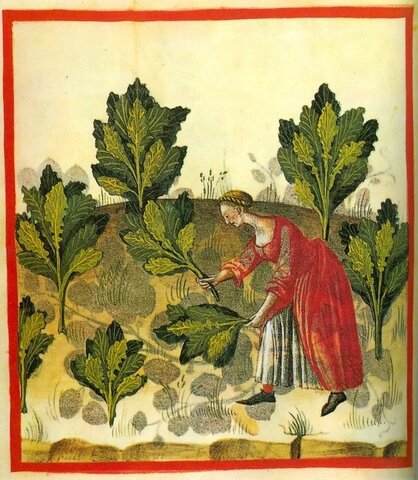 Historia de las plantas medicinales.