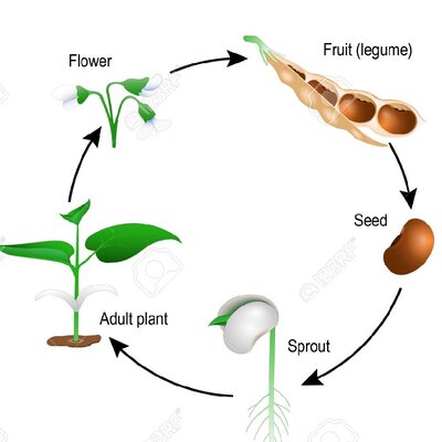 Timeline: CICLO DE VIDA DE LAS PLANTAS