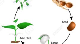 Timeline: CICLO DE VIDA DE LAS PLANTAS