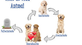 Timeline: ciclo de vida de los animales