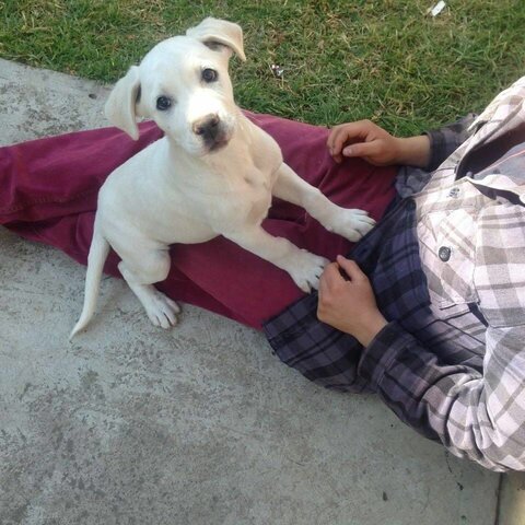 Llevo a la casa a mi primer mascota