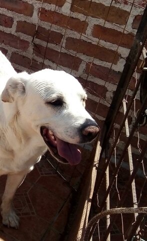 Llevo mi perro a casa de mi hermana