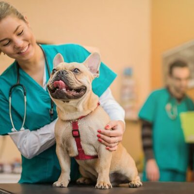 Timeline: The history of Veterinarians