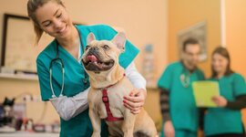 Timeline: The history of Veterinarians