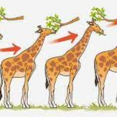 Timeline: Teorias de la evolución