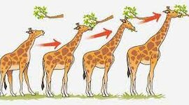 Timeline: Teorias de la evolución