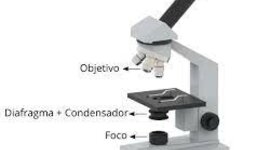 Timeline: Microscopios Opticos
