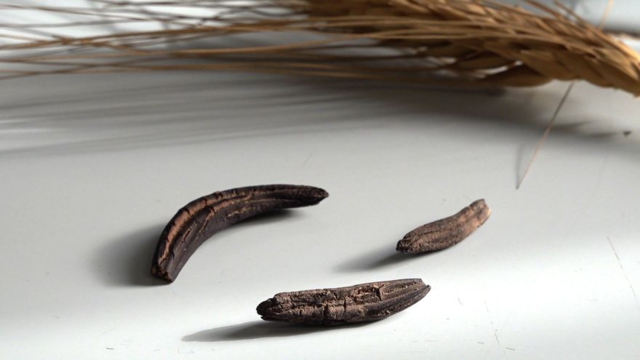 Teoría de envenenamiento por cornezuelo (Linda Caporael)