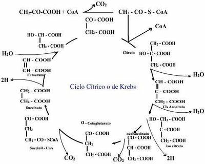 RESPIRACIÓN DE LAS PLANTAS