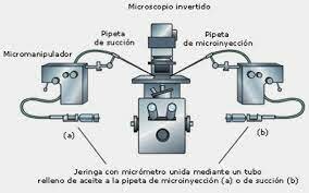BIOTECNOLOGÍA VEGETAL