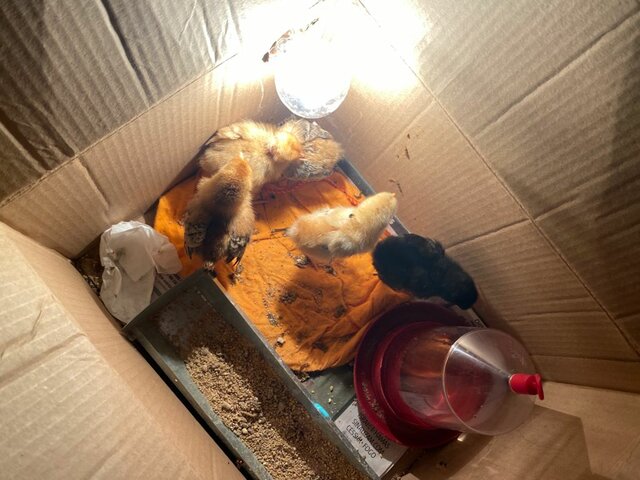 Chegada dos Pintinhos