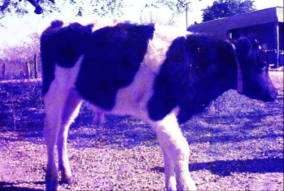 Vacas con enfermedad del trébol. Canadá.