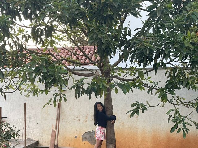 Meu pe de abacate!!!!