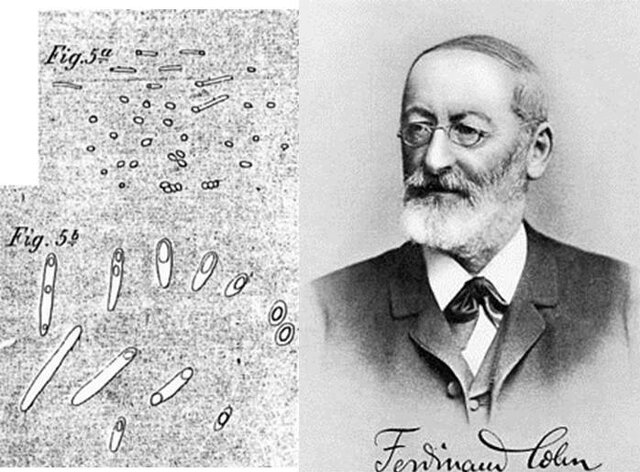 Ferdinand Cohn (1828-1898)
