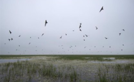 20.000 Aves acuáticas de la Reserva Biológica Doñana mueren por insecticidas. España.