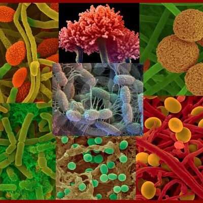 Timeline: Historia de la Microbiologia