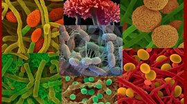 Timeline: Historia de la Microbiologia