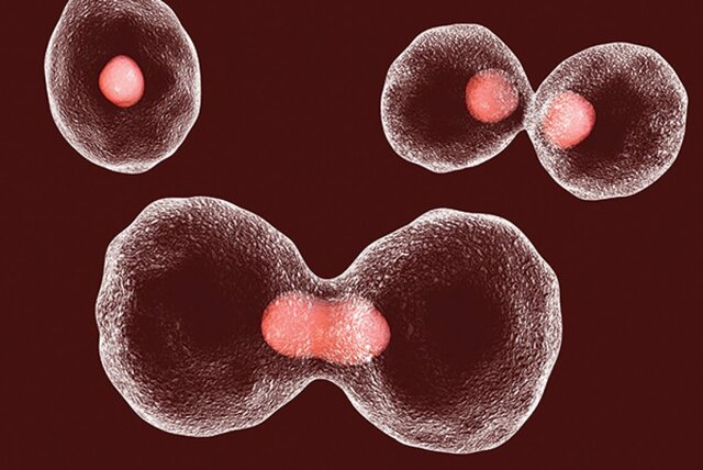 HeLa cells are the first cells cloned
