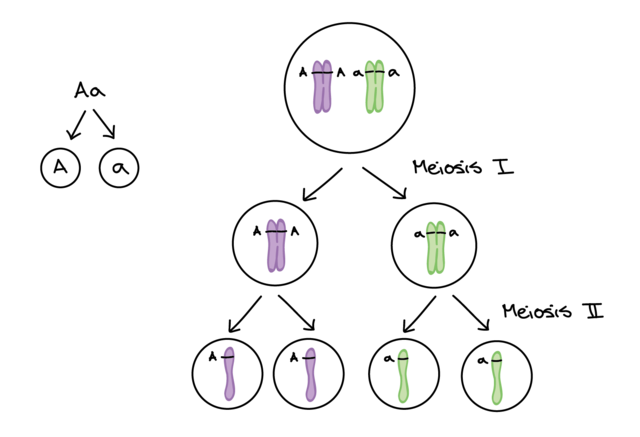 Sutton Boveri  y Walter Sutton