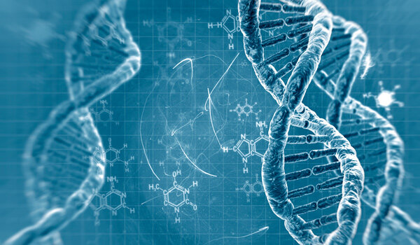 Se descifra el genoma humano