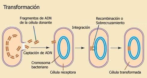 Frederick Griffith lleva a cabo el descubrimiento de la transformación bacteriana.