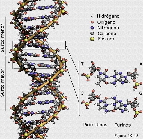 Tom Torbjörn Caspersson Y Einar Hammarsten