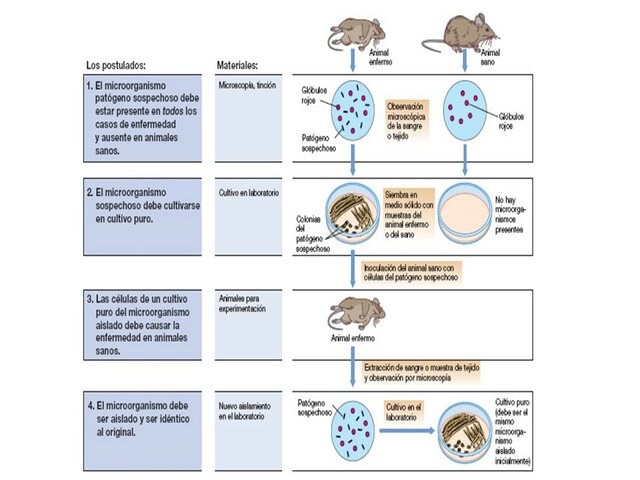 Robert Koch (1843-1910)