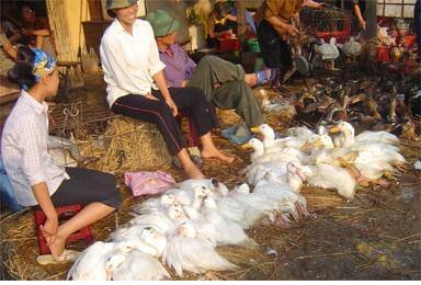 Aparece en Asia la gripe aviar, producida por el subtipo H5N1 del virus Influenza A que puede transmitirse al hombre.