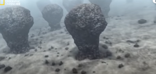 Bacterias y fotosintesis