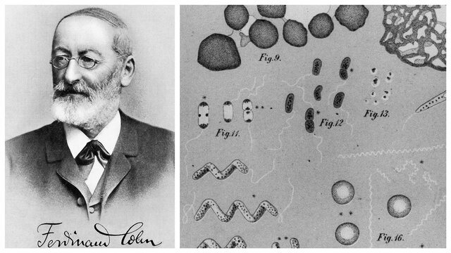 Edad patogénica SIGLO XIX-Ferdinand Cohn 2da parte