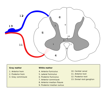 Ley de Bell y Magendie (Fisiología y Psicología Experimental)