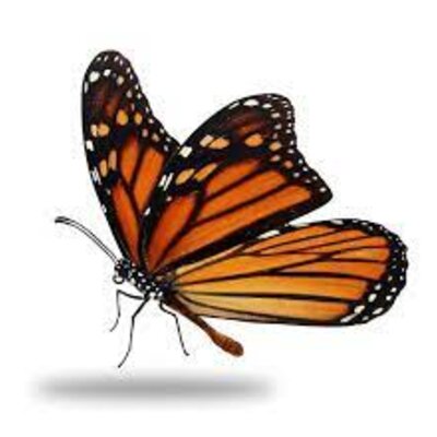 Timeline: Practice timeline