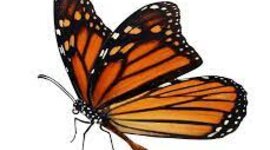 Timeline: Practice timeline