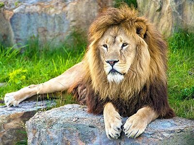 LOS ANIMALES CARNÍVOROS