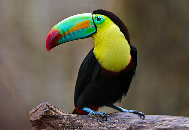 LOS ANIMALES OMNIVOROS