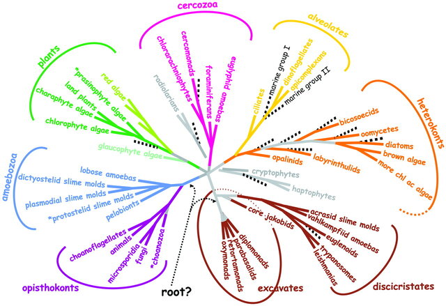 As raízes profundas dos eucariotos