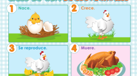 Timeline: CICLO DE VIDA DE LOS ANIMALES