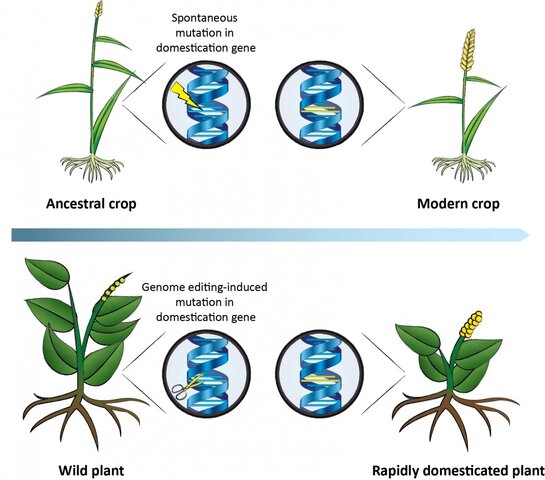 Desarrollo de campo con plantas GM