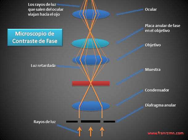 Funcionamiento del M. de contraste de fase