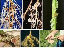 Fijación de nitrógeno